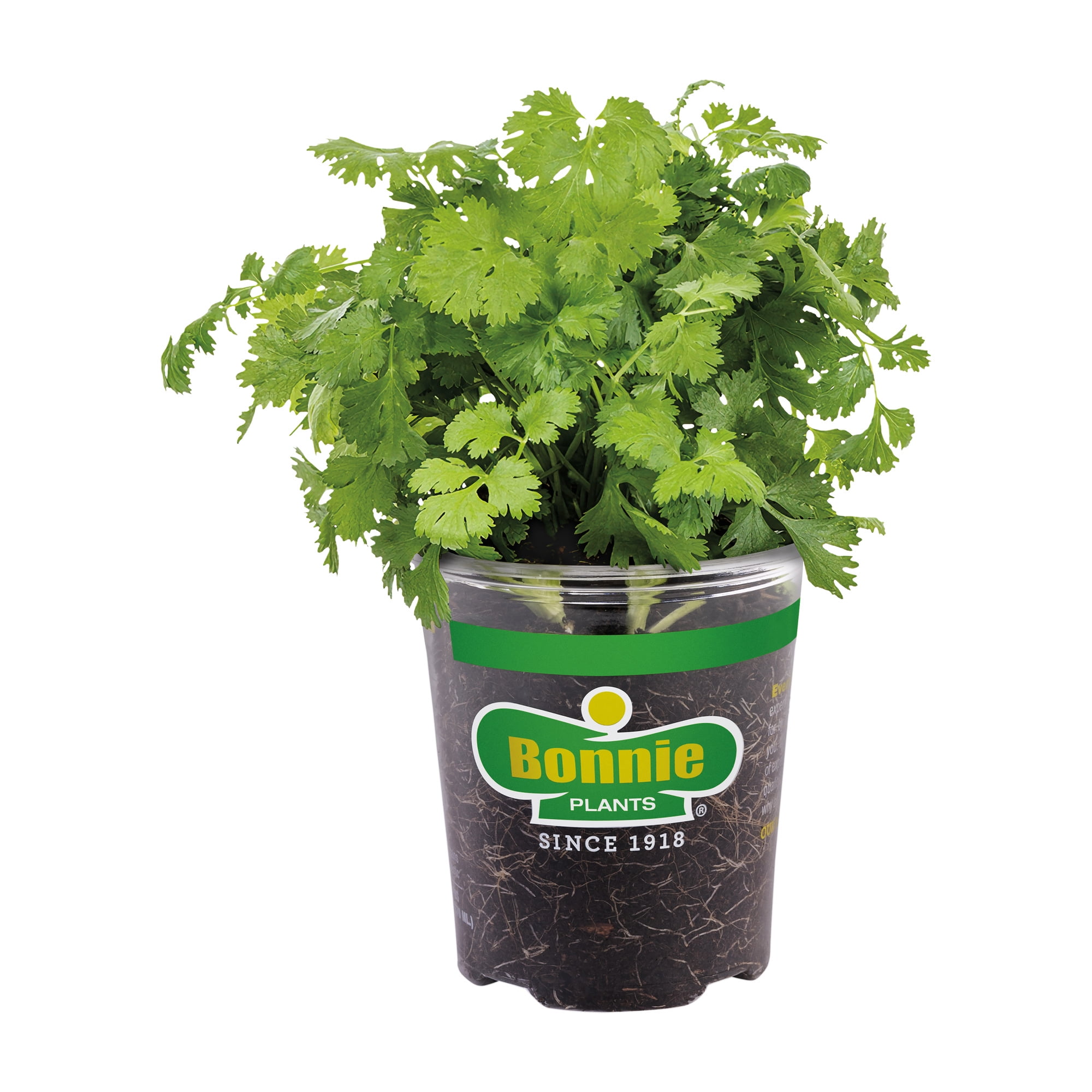 Bonnie Plants Cilantro 19.3 oz.