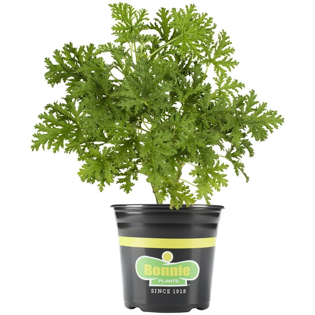 Bonnie Plants Citronella 2.32 qt.