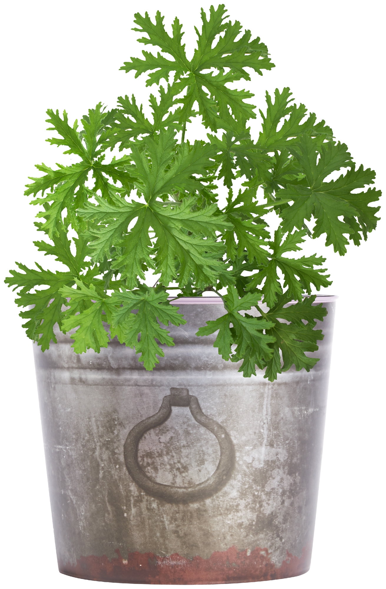 Bonnie Plants Citronella 2.32 qt.