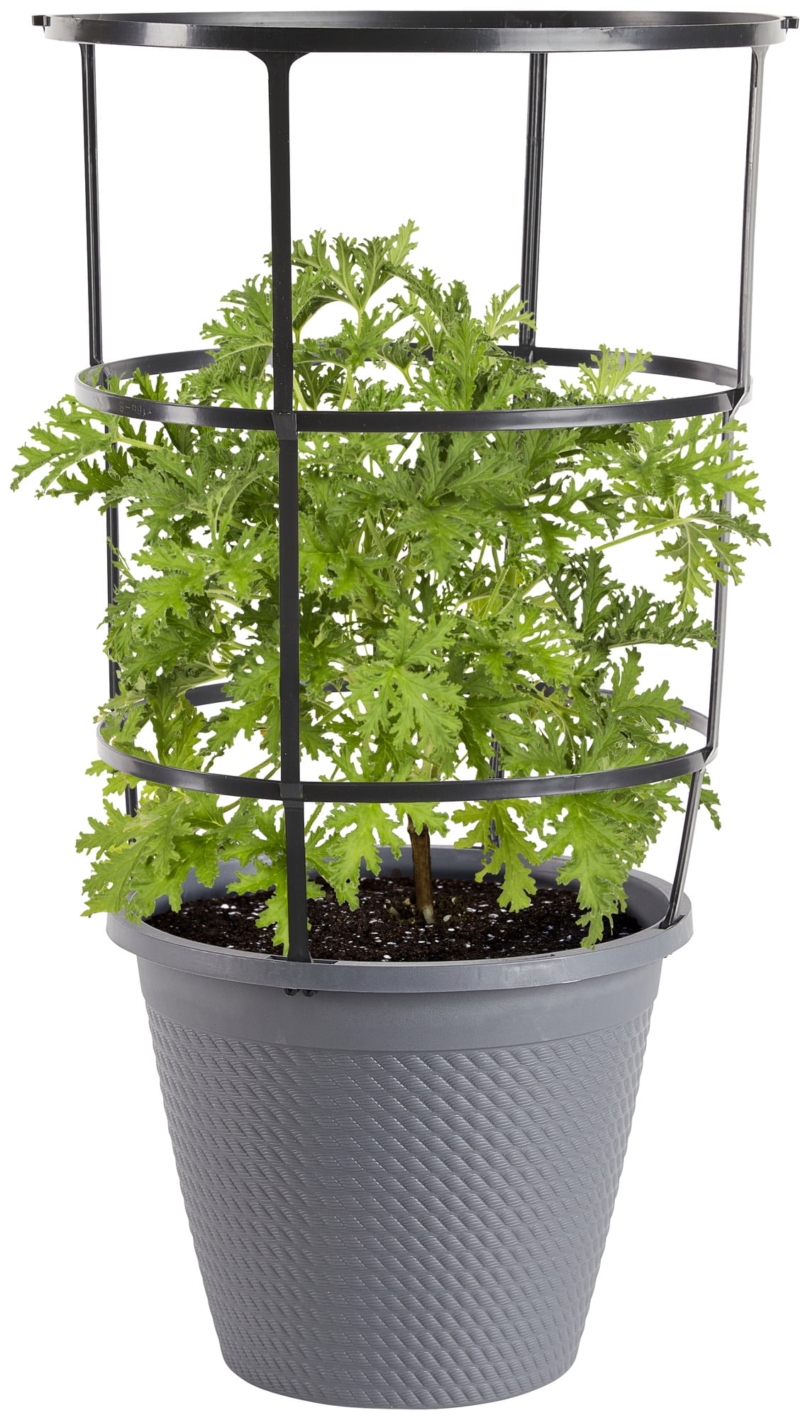 Bonnie Plants Citronella Live Plant in 11 in Cage, Lemon Scented Leaves