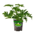 thumbnail image 1 of Bonnie Plants Citronella Mosquito Plant, Live Plant, 19.3 oz., 1 of 5