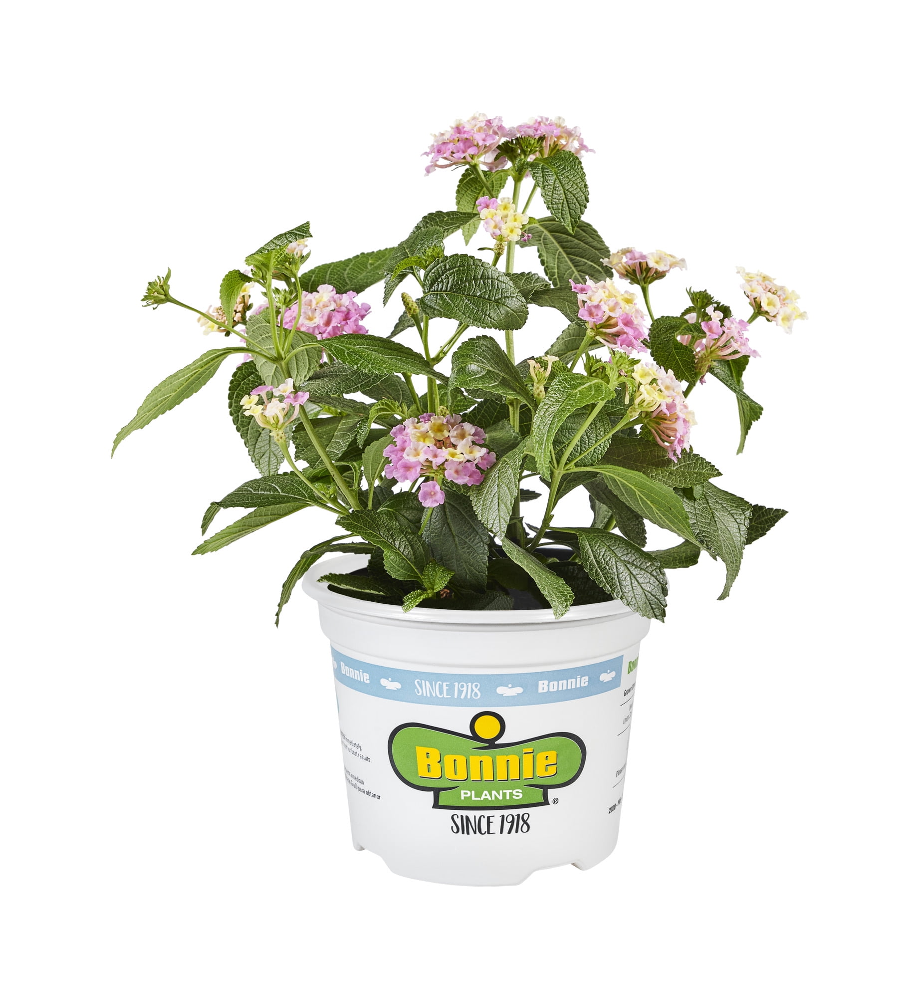 Bonnie Plants Colorful Companions Lavender Lantana, 25 oz., Live Plant