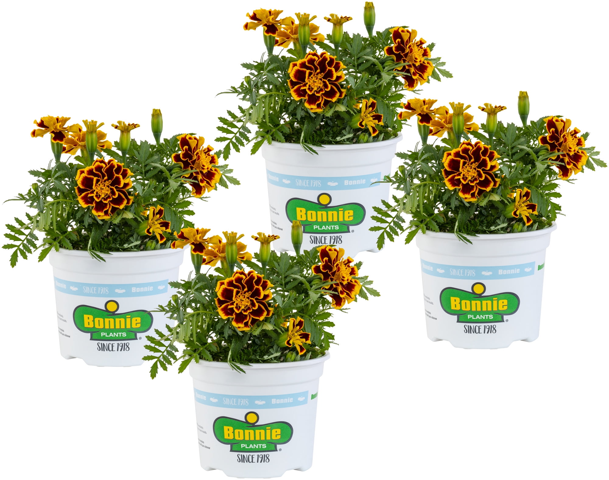 PROVEN WINNERS 4.25 in. Grande Orange Flowers Lady Godiva Orange English  Marigold Calendula Live Plants (8-Pack) CLNPRW1017528 - The Home Depot