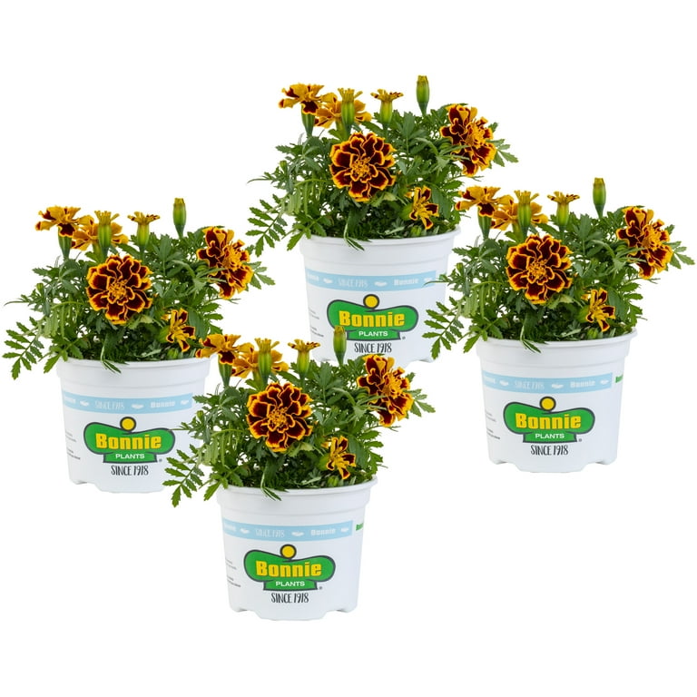 19+ Marigold Plants Near Me