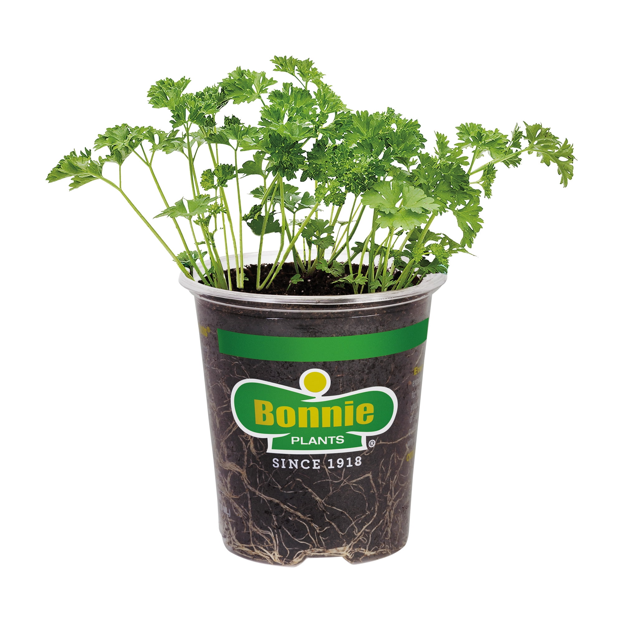 Bonnie Plants Curled Parsley 19.3 oz.