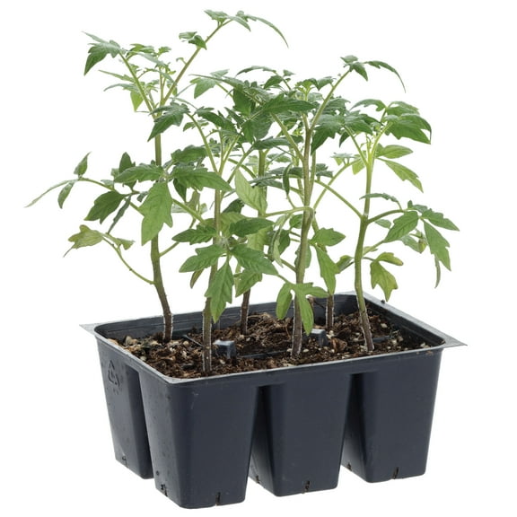 Bonnie Plants Early Girl Tomato 6-pack