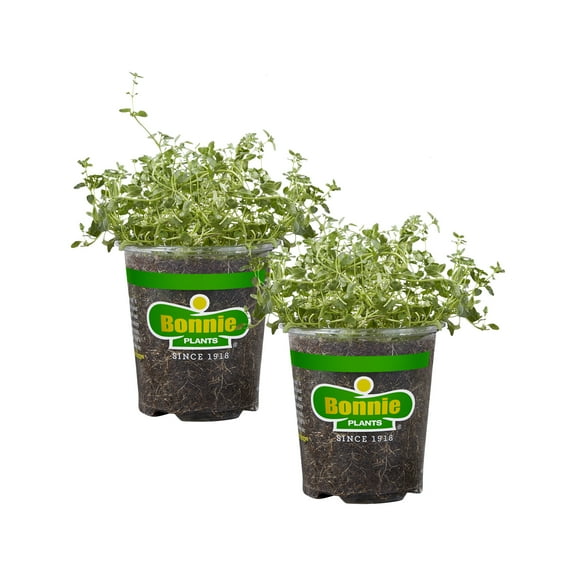 Bonnie Plants English Thyme 19.3 oz. 2-Pack