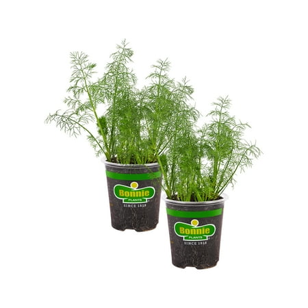 Bonnie Plants Fernleaf Dill 19.3 oz. 2-Pack