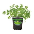 thumbnail image 1 of Bonnie Plants Flat Italian Parsley 19.3 oz., 1 of 11