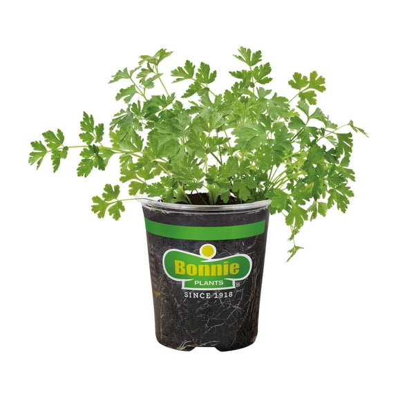 Bonnie Plants Flat Italian Parsley 19.3 oz.