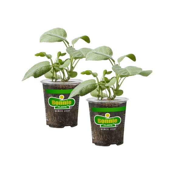 Bonnie Plants Garden Sage 19.3 oz. 2-Pack