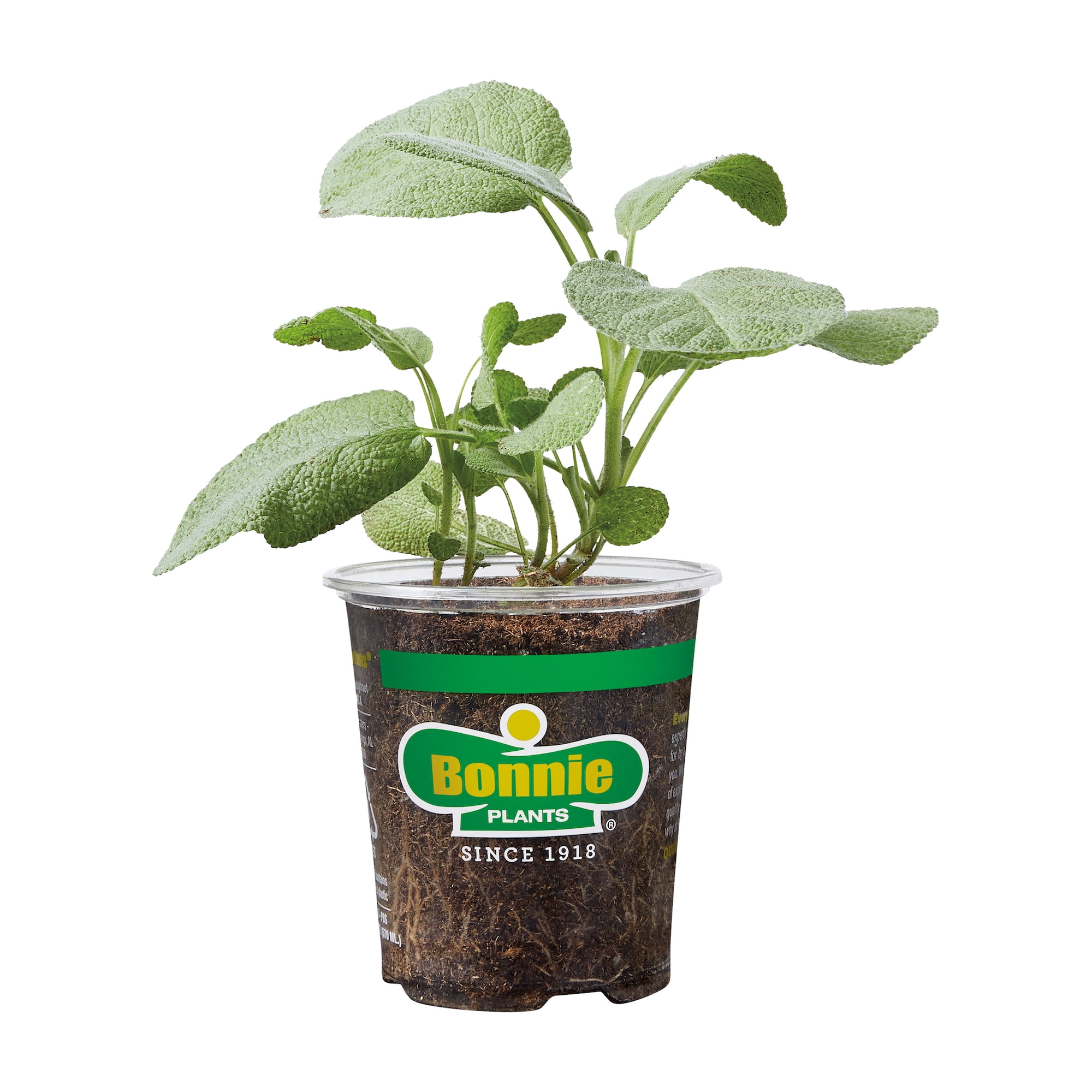 Bonnie Plants Garden Sage 19.3 oz.
