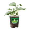 thumbnail image 1 of 19.3 oz Bonnie Plants Garden Sage, 1 of 10