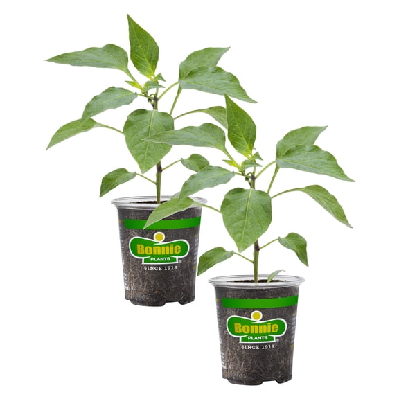 Bonnie Plants Giant Marconi Pepper 19.3 oz., 2-Pack, Live Plants