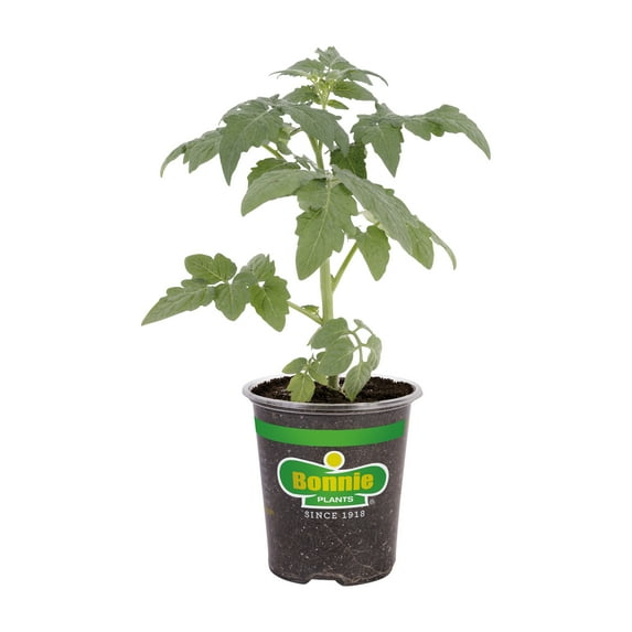 Bonnie Plants Golden Jubilee Heirloom Tomato 19.3 oz., Live Plant