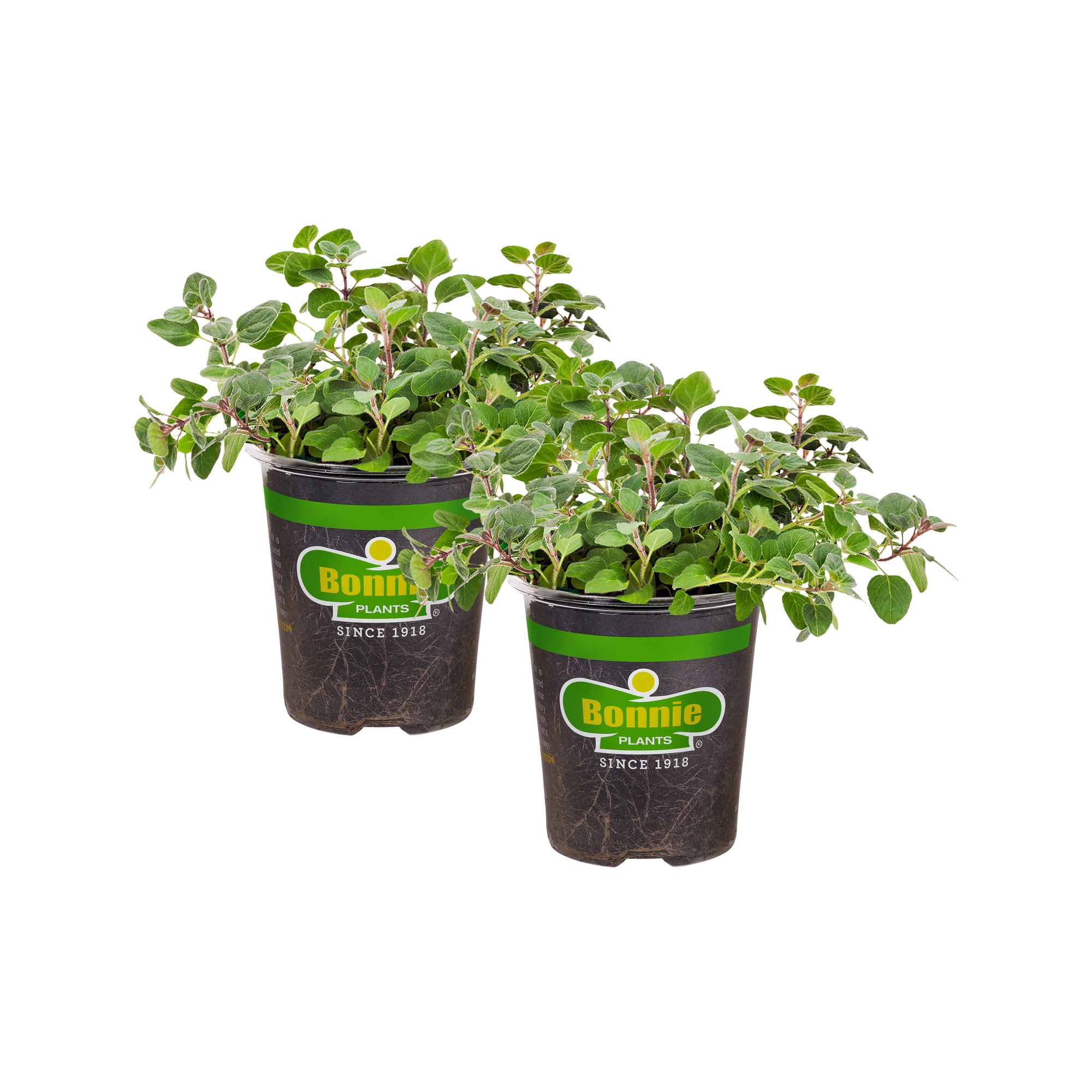 Greek Oregano Herb Plant 4.5 Inch Container 2-Pack
