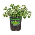 thumbnail image 1 of Bonnie Plants Greek Oregano 19.3 oz., 1 of 10