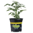thumbnail image 1 of Bonnie Plants Green Early Girl Tomato Live Plant in Pot, 1 of 3