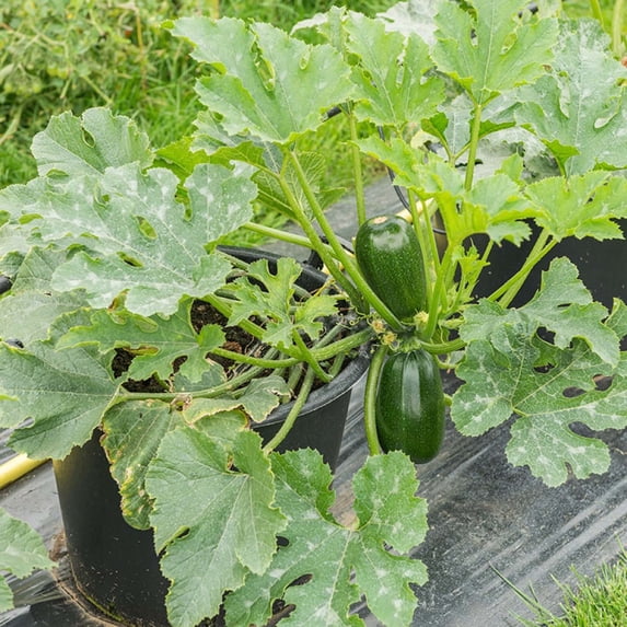 Bonnie Plants Green Griller Zucchini 19.3 oz.