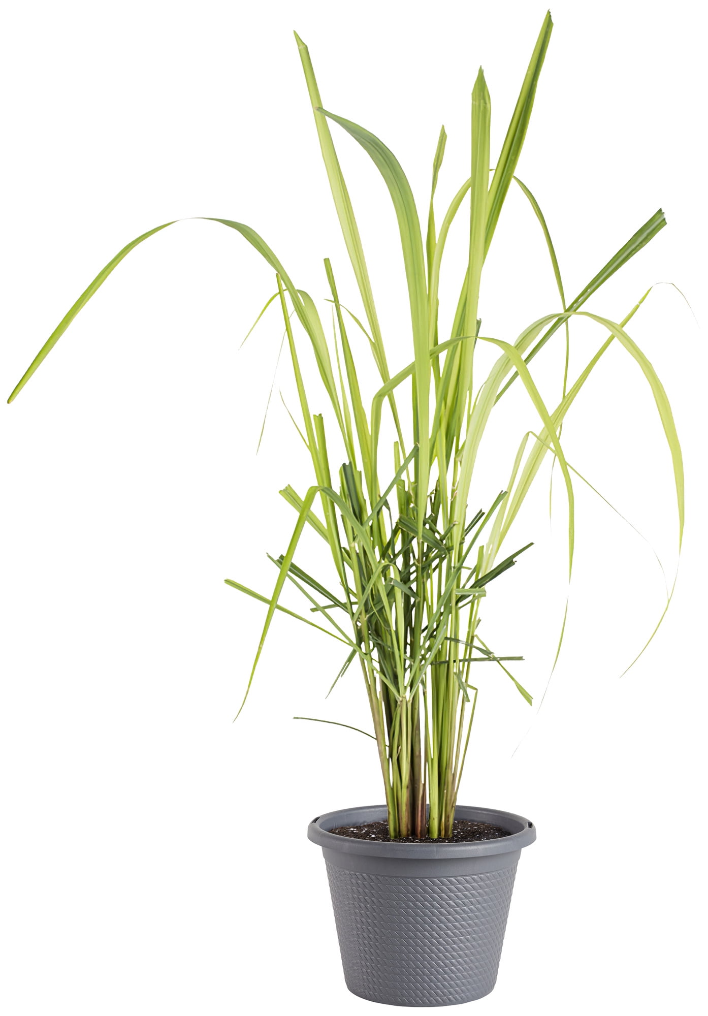 Bonnie Plants Green Lemongrass Live Plants in Grower Pot