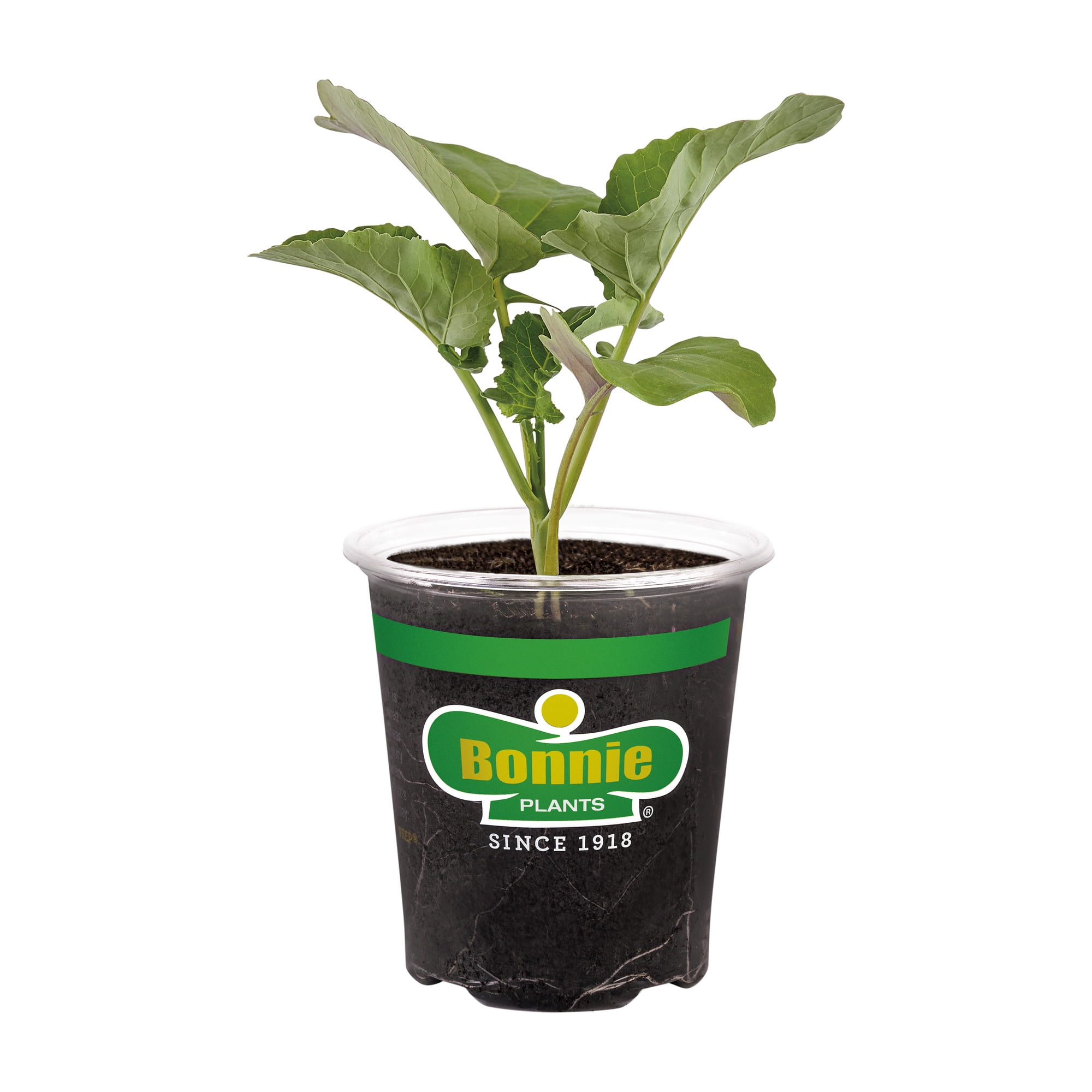 Bonnie Plants Green Magic Broccoli, Live Plant, 4.5 in. - Walmart.com