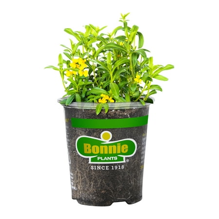 Bonnie Plants Green Mexican Tarragon Live Plants in Grower Pot