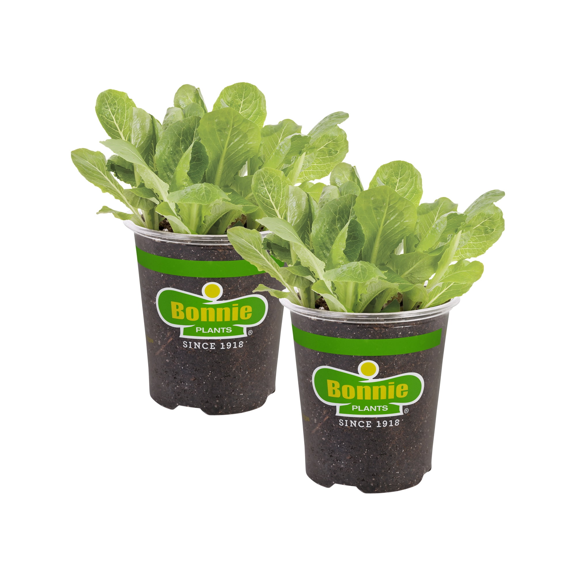 Bonnie Plants Green Romaine Lettuce 19.3 oz. 2-Pack