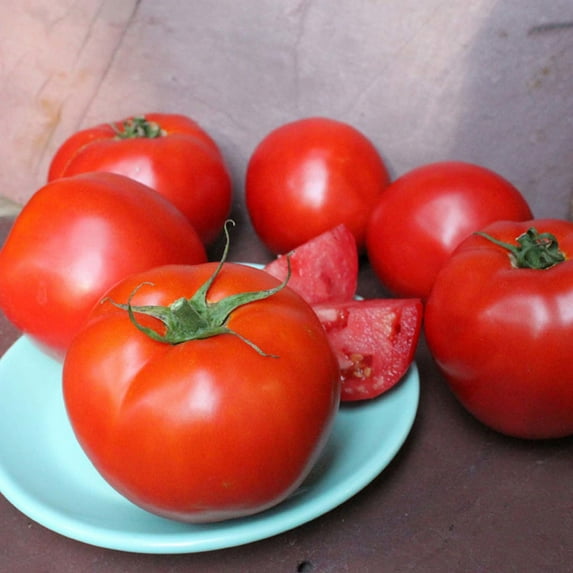 Bonnie Plants Green Summer Set Tomato Live Plant