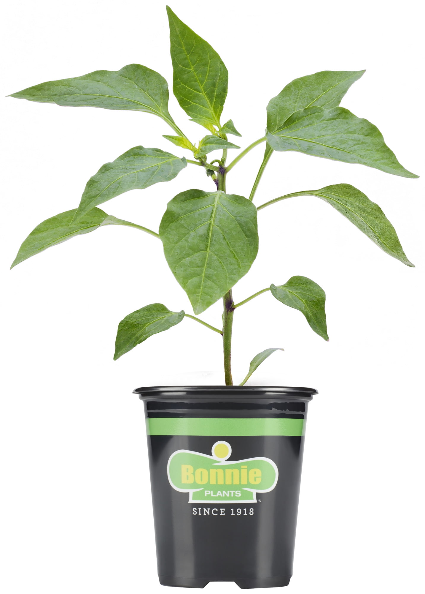 Bonnie Plants Green Sweet Bell Pepper 19.3 oz.
