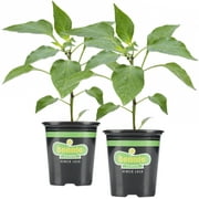Bonnie Plants Green Tabasco Hot Pepper 4.5in (2 Count)