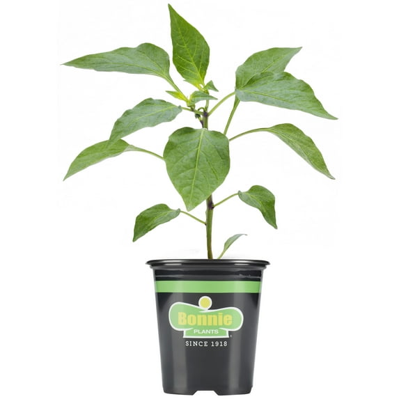 Bonnie Plants Habaero Hot Pepper 19.3 oz.