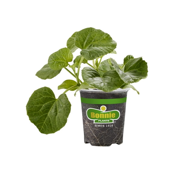 Bonnie Plants Hales Best Cantaloupe Live Plants in Grower Pot