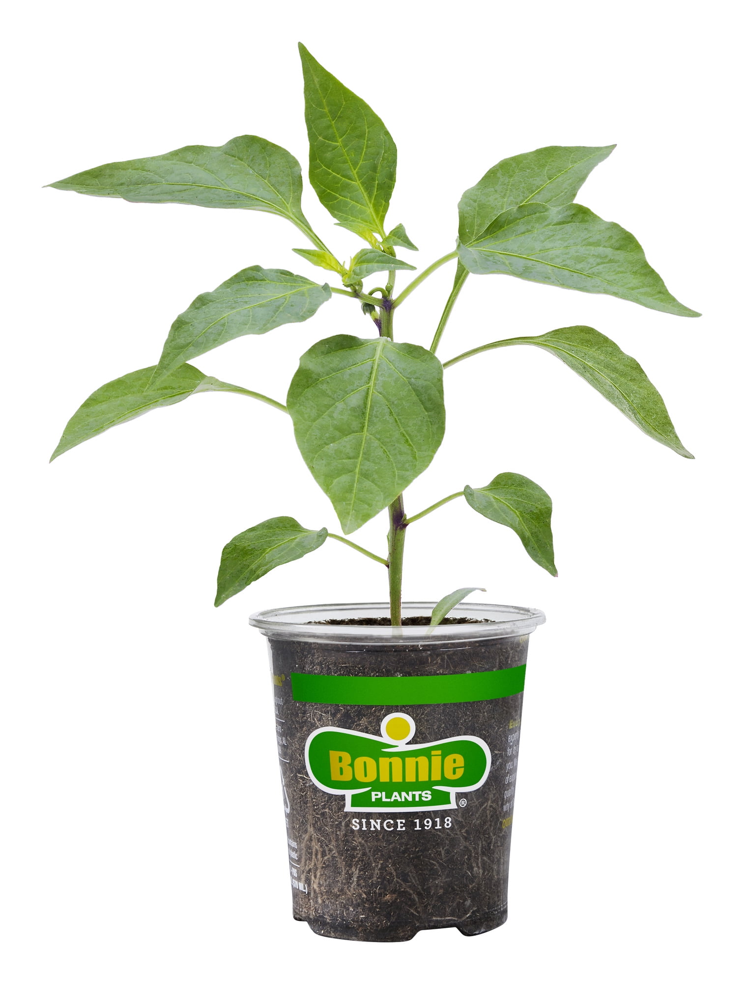 Bonnie Plants Hot Cayenne Pepper 19.3 oz.