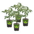 Bonnie Plants Husky Cherry Red Tomato Live Vegetable Plants 4 Pack