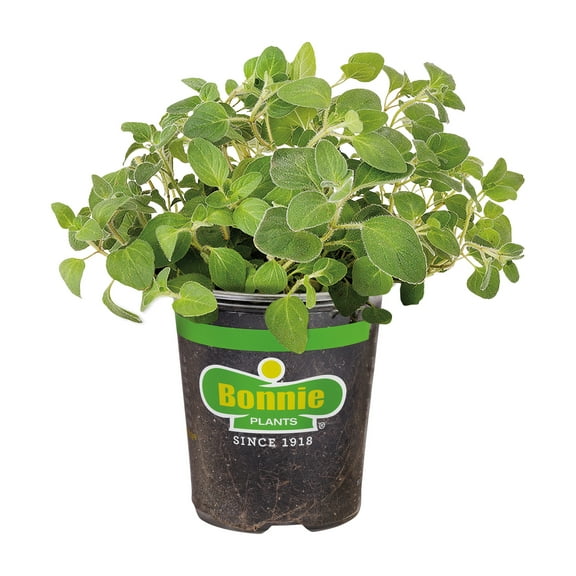 Bonnie Plants Italian Oregano 19.3 oz.