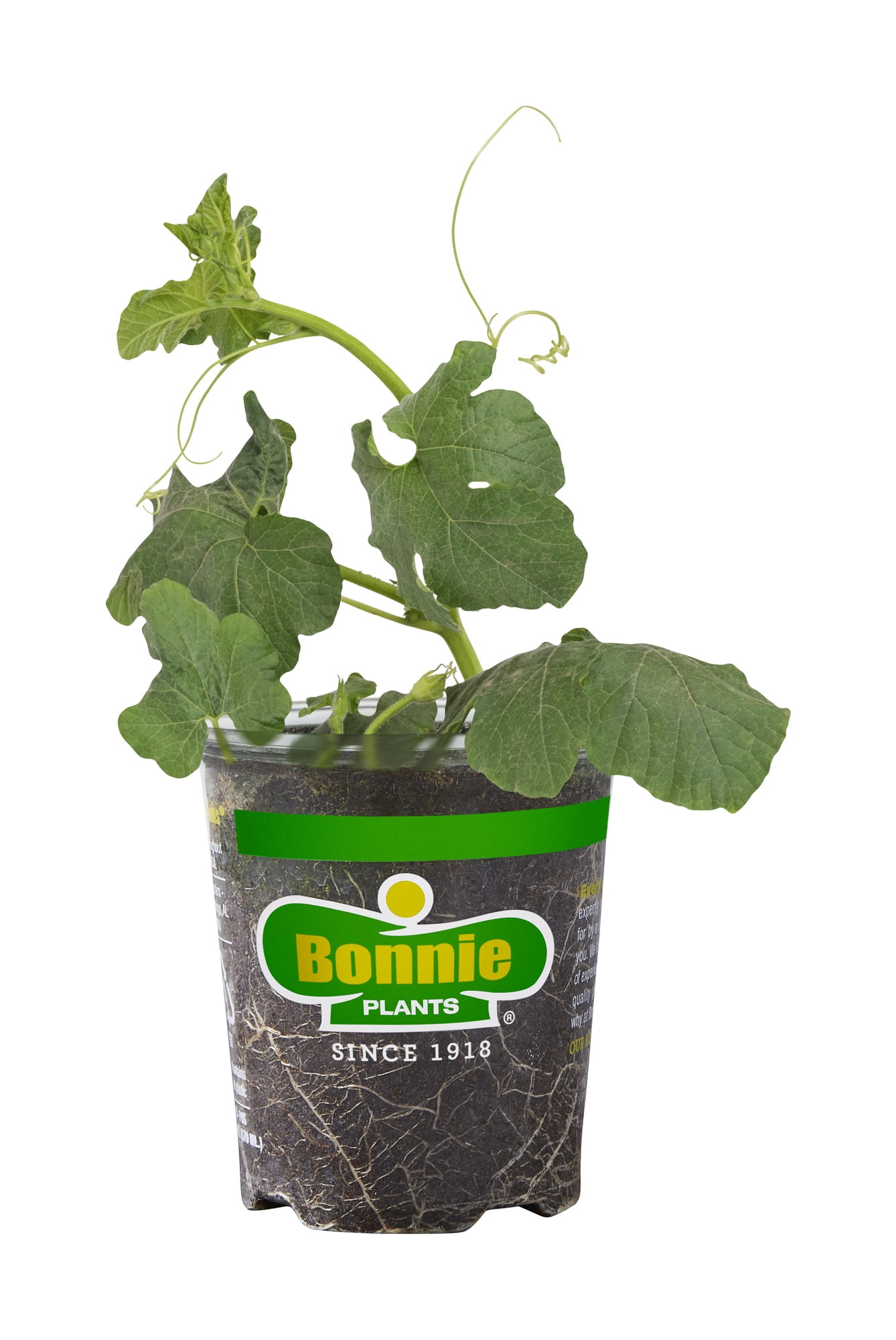 Bonnie Plants Jack-O-Lantern Pumpkin 19.3 oz.
