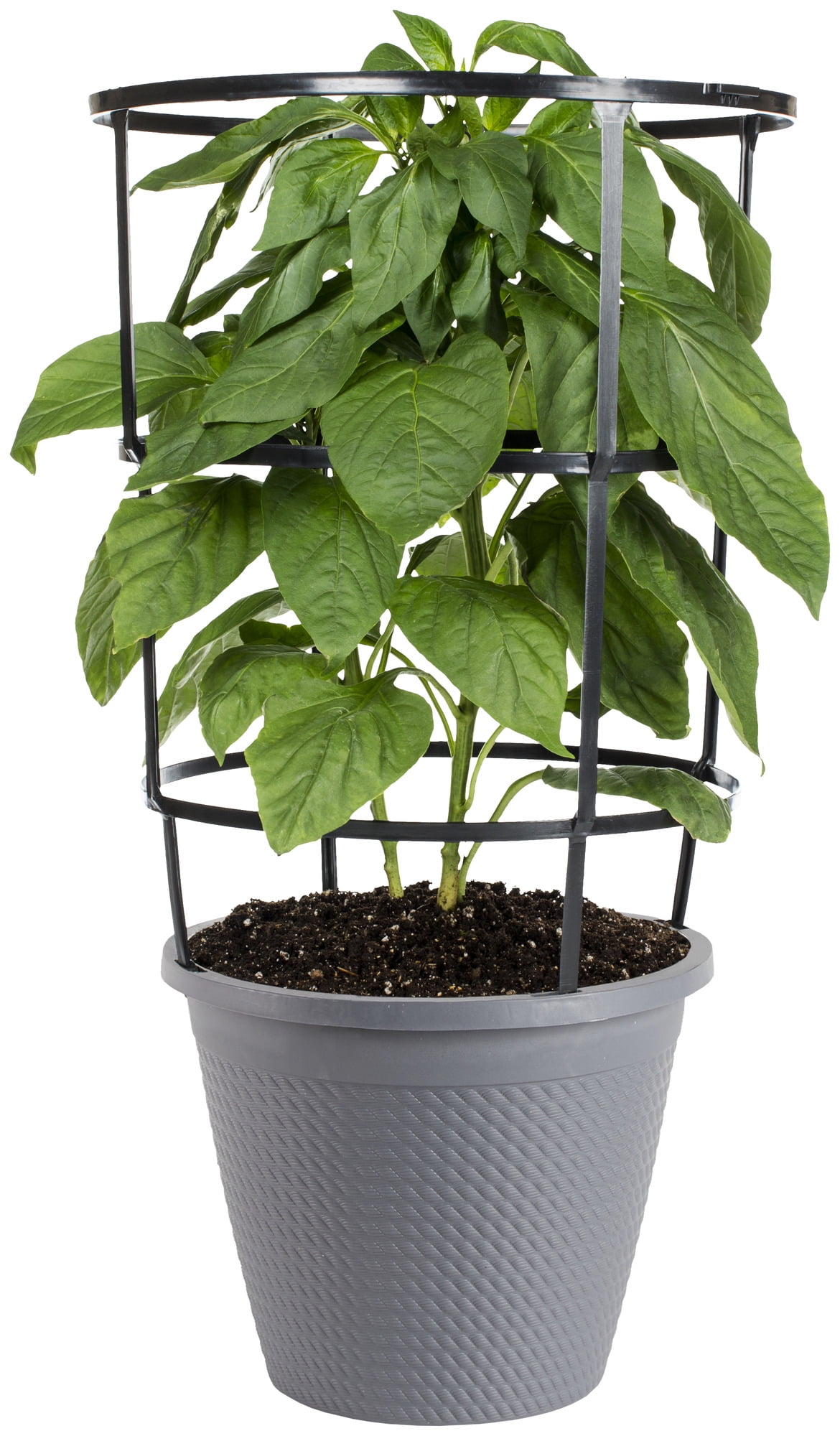 Bonnie Plants Jalapeño Hot Pepper 2.5 gal. Cage, Live Plant