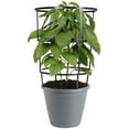 thumbnail image 1 of Bonnie Plants Jalapeño Hot Pepper 2.5 gal. Cage, Live Plant, 1 of 8