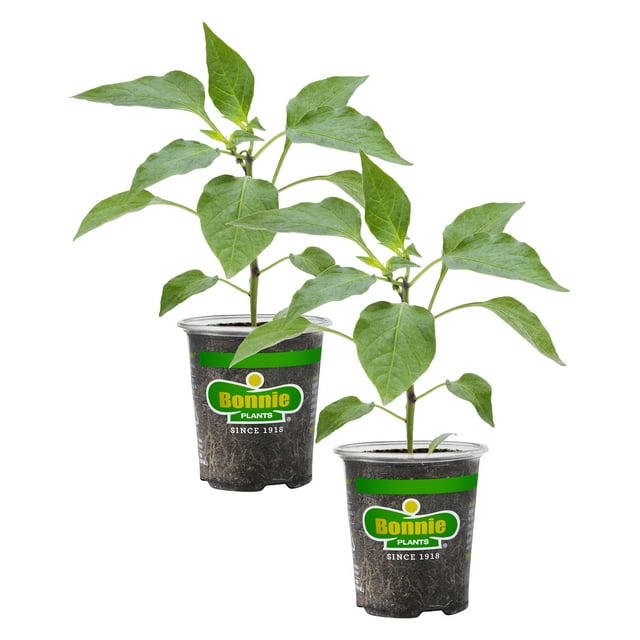 Bonnie Plants Jalapeno Pepper 19.3 oz. 2-Pack - Walmart.com