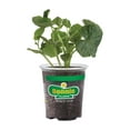 thumbnail image 1 of Bonnie Plants Japanese Cucumber 19.3 oz., 1 of 7