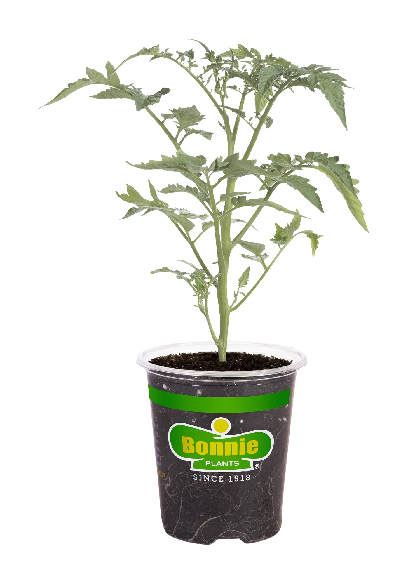 Bonnie Plants Juliet Tomato Live Plants