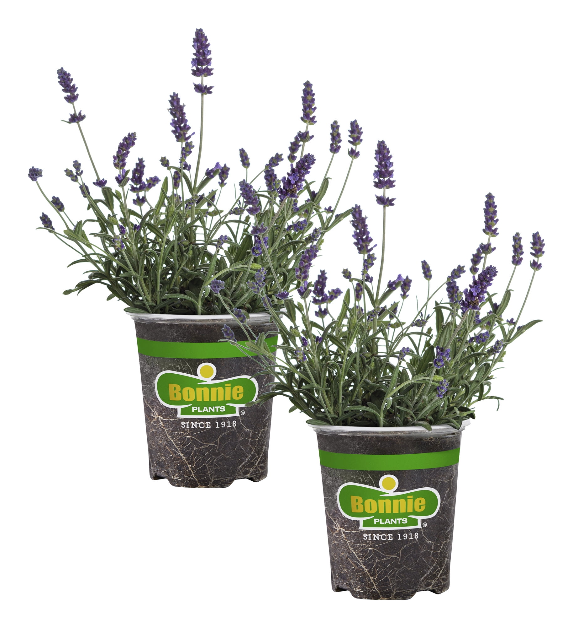 Lavender Plant with Purple Blooms in 4.5-Inch Container