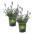 thumbnail image 1 of Bonnie Plants Lavender, 19.3 oz., Live Plant, 1 of 10