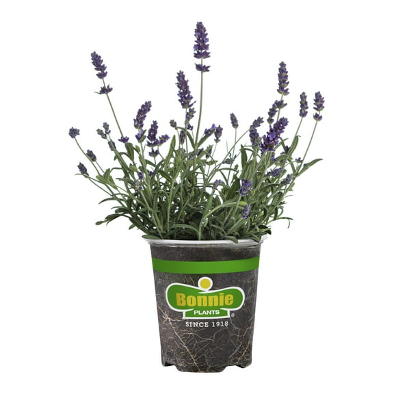 Bonnie Plants Lavender, 19.3 oz., Live Plant