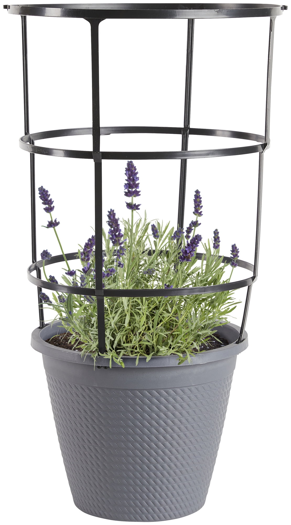 Bonnie Plants Lavender 2.5 gal. Cage, Live Plant