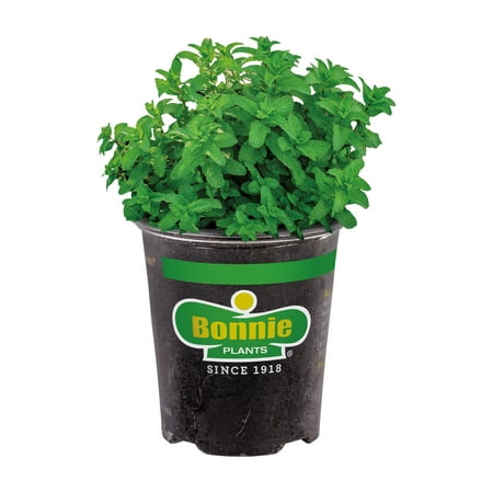 Bonnie Plants Lemon Balm Live Plants, Use to Make Tea