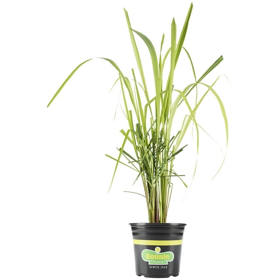 Bonnie Plants Lemongrass 2.32 qt.