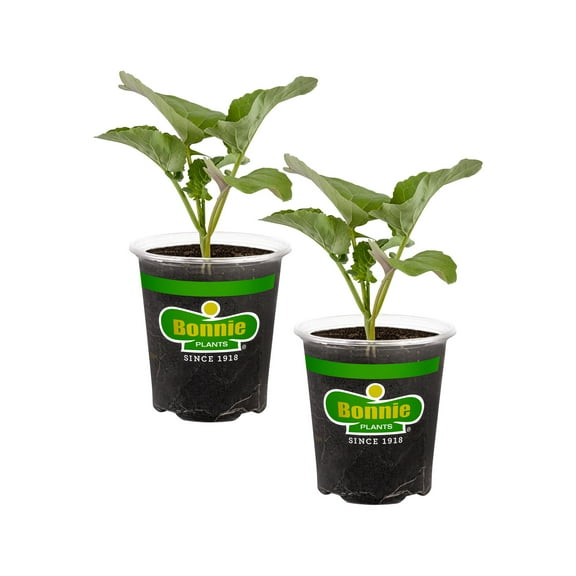 Bonnie Plants Lieutenant Broccoli 19.3 oz. 2-Pack