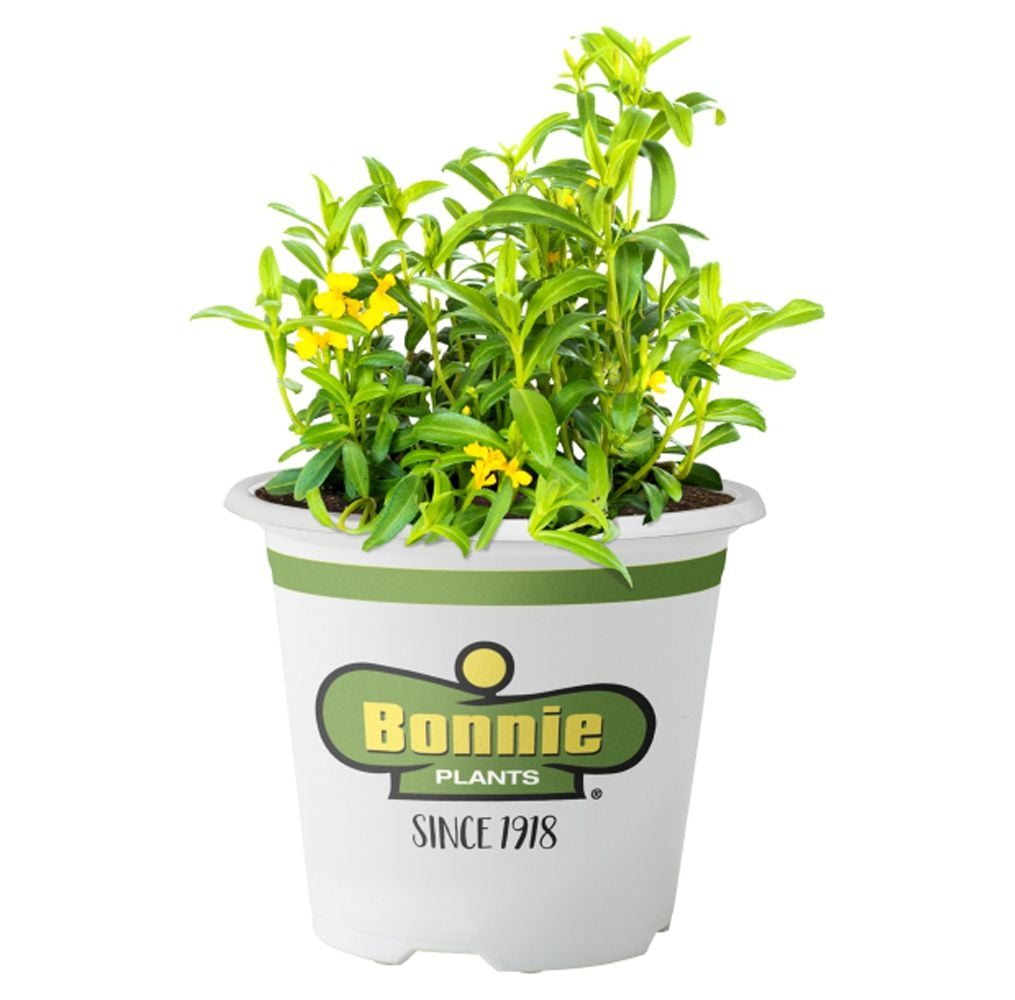 Bonnie Plants Mexican Tarragon