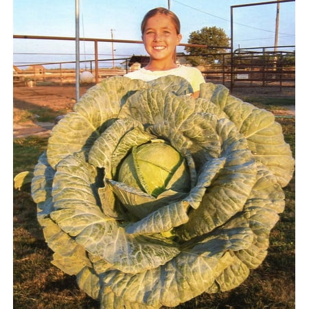 Bonnie Plants O-S Cross Cabbage 6-pack